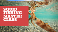 Gold Coast squid masterclass webinar videos 🦑