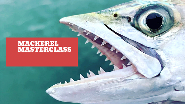 Mackerel masterclass webinar & Southern broadwater lure pack